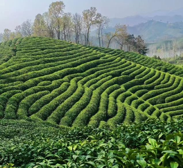 Xinyang tea garden in Henan China