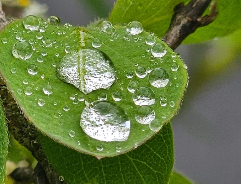 a leafy green leafy plant with water droplets on it