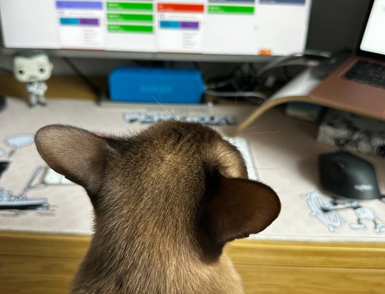 a burmese chocolate cat working in front of a monitor