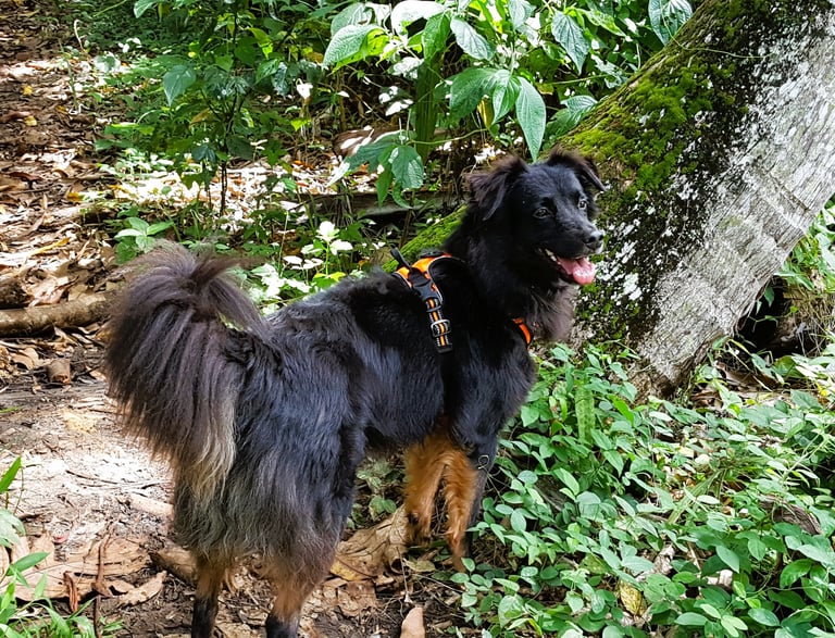 éducateur canin méthodes positives Guadeloupe