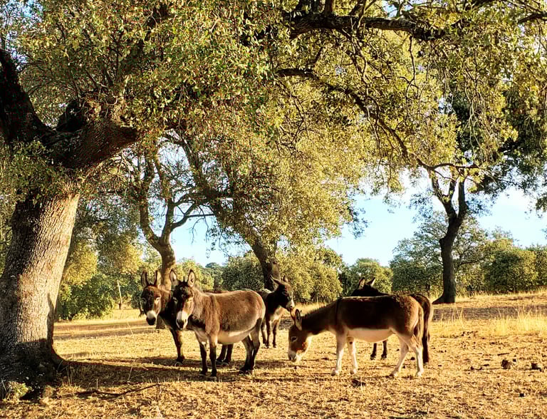Ânes miniatures regroupés sous un chêne
