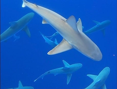 Shark Snorkeling North Shore O'ahu