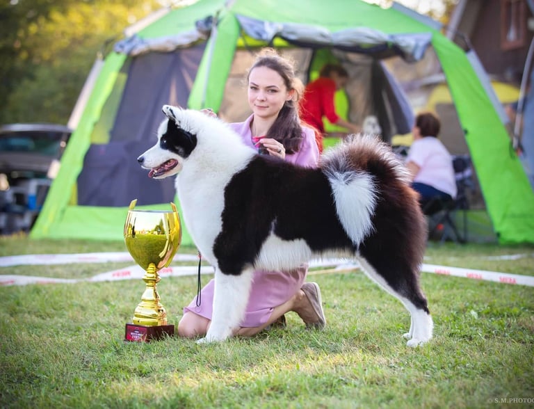Yakutian laika show kennel