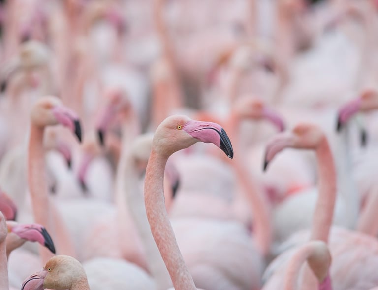 A large flock of pink flamingos gathered together, focusing on a close-up of a greater flamingo's head.