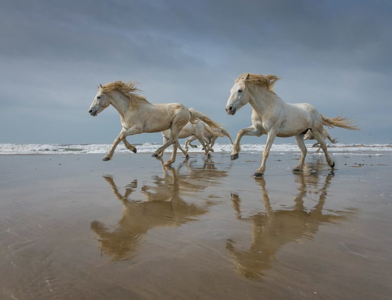A group of majestic white Camargue horses galloping along a sandy beach shore with ocean reflections.
