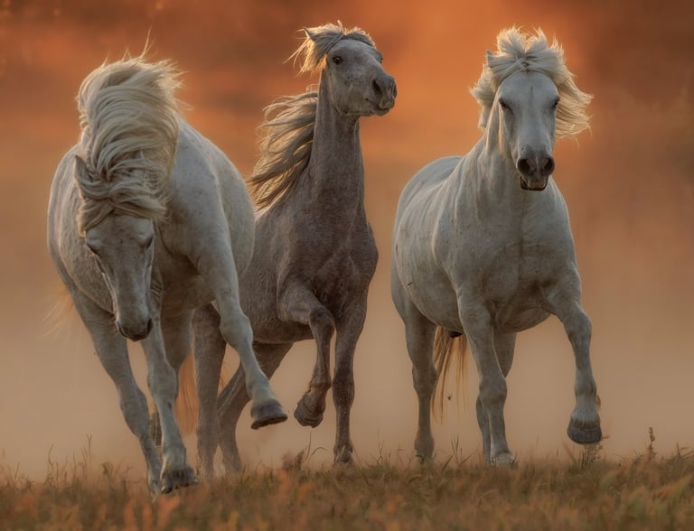 Three white Camargue horses galloping through golden dust at sunset in a wild field.