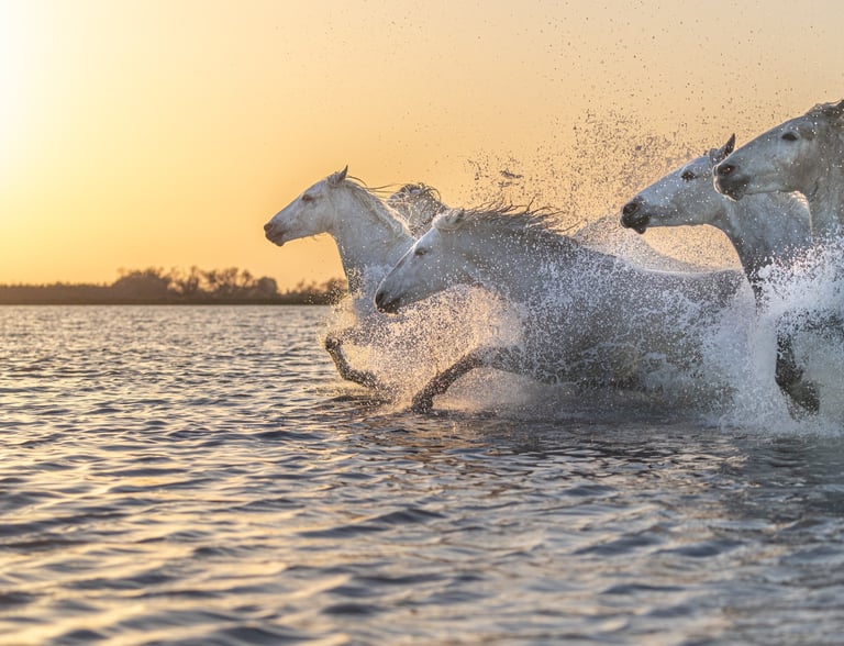 White Camargue horses galloping through water at sunset with dramatic splashes and golden light.