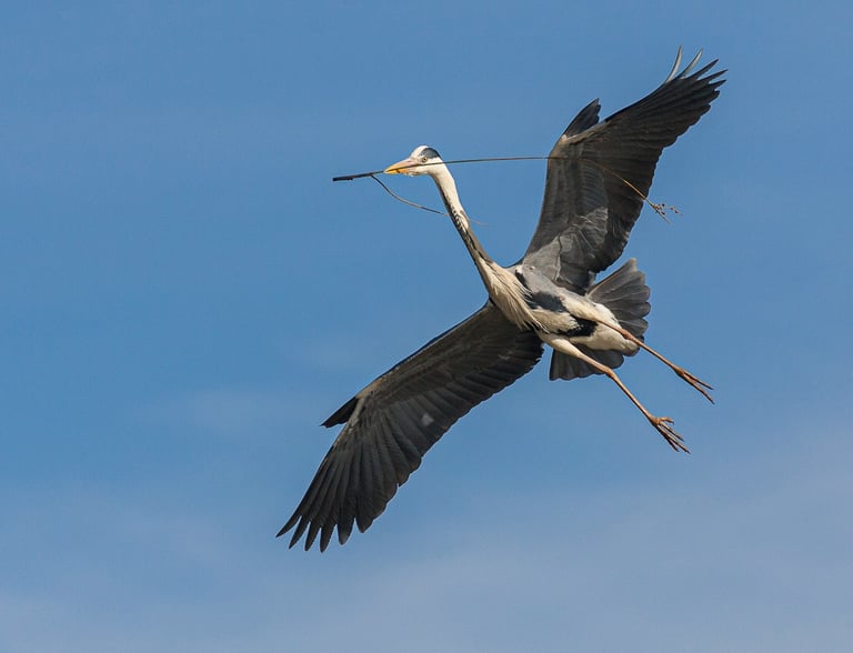 A grey heron in flight carrying a stick for nest building against a clear blue sky.