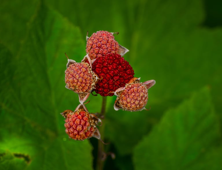 Cluster of red and ripening berries along the Crypt Lake Trail in Waterton Lakes National Park