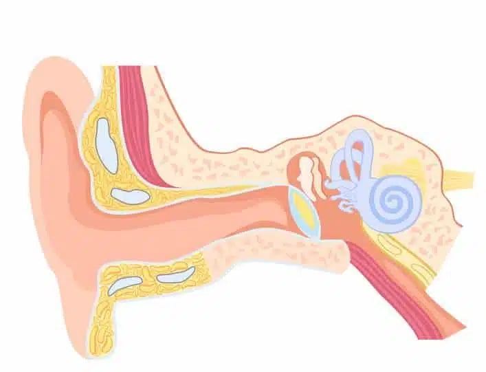 a diagram of the inside of a human ear and ear