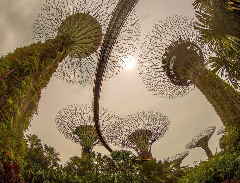 Fish-eye lens photograph of the Gardens by the Bay in Singapore.