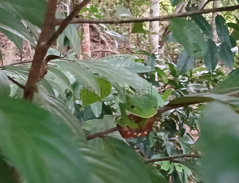 Uma pequena árvore na beirada da floresta e entre seus galhos uma majestosa perereca verde camuflada