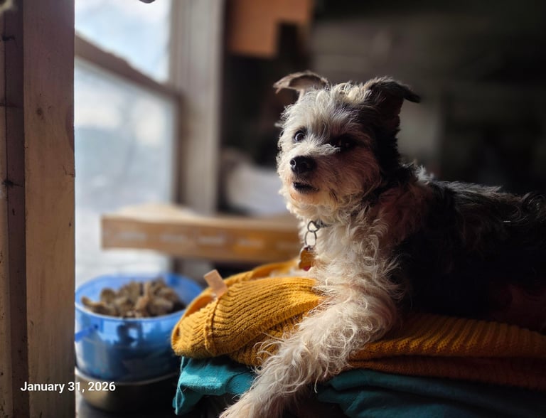 a small dog sits on a pile of clothes, with his face in the sunlight from a nearby window