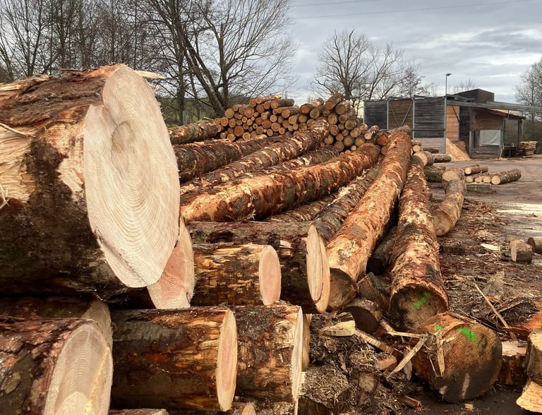 grumes stockées dans une scierie essence de bois Douglas