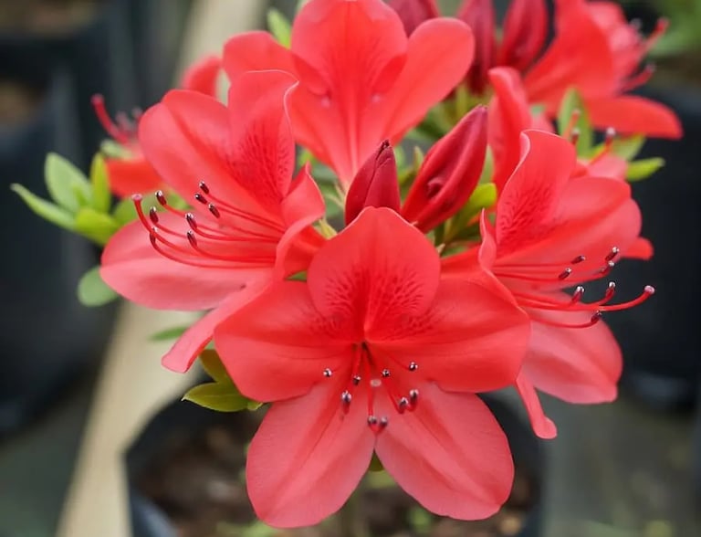 azalea japonica flor roja en vivero