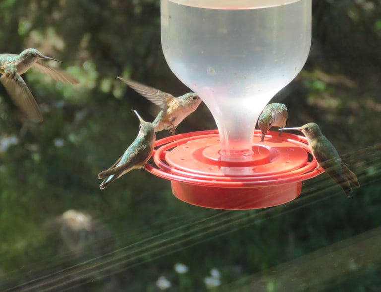 Humming Along