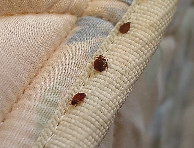 percevejo no colchão