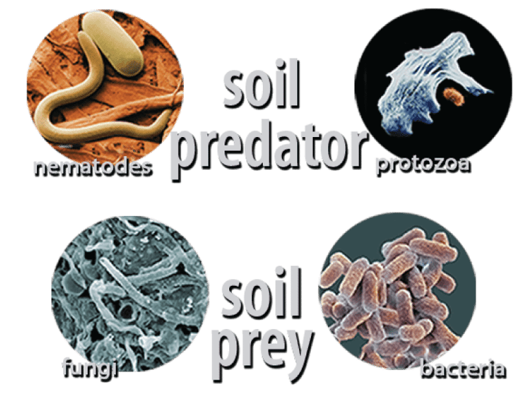 graphic image of soil predator prey relationships