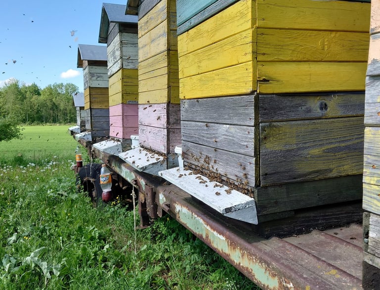 Apis cara medus kungiai