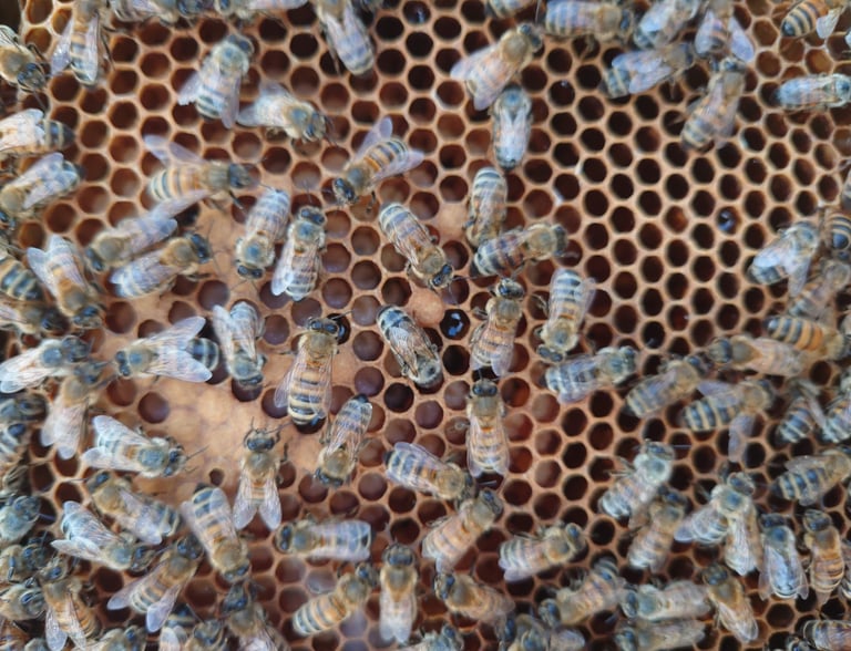 Apis cara medus kungiai