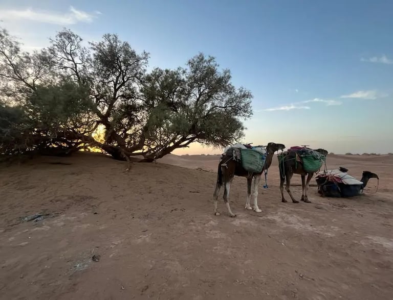 Three camels resting by a desert tree at sunset on Sahara Plus trek