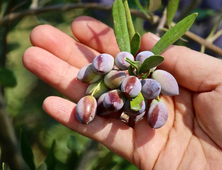 apie alyvuogių alijeų