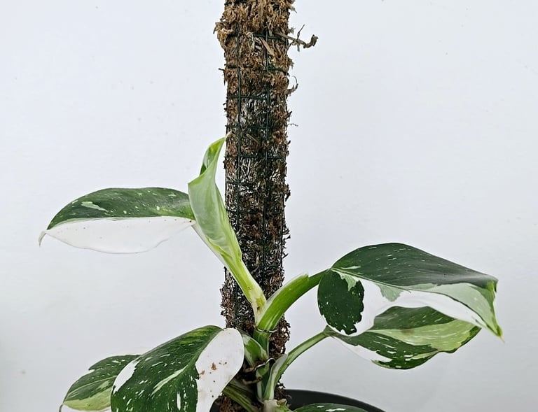 Philodendron on a DIY sphagnum moss pole