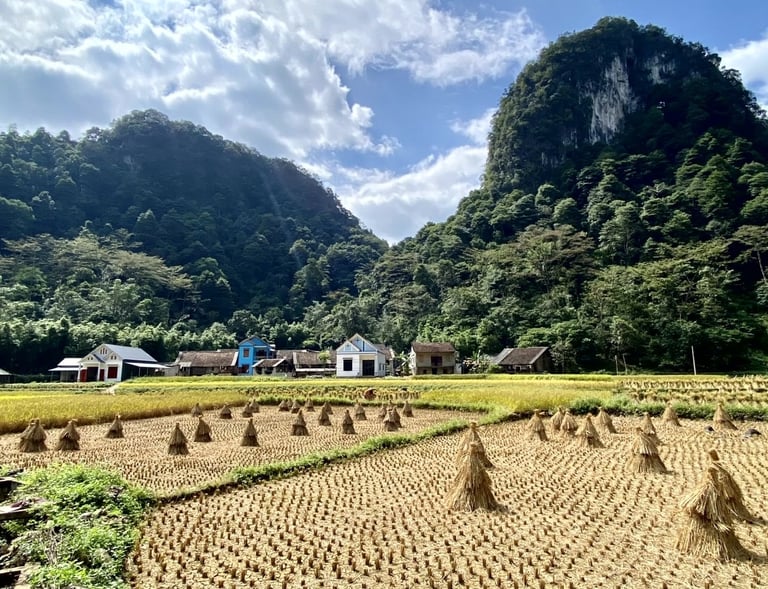 Rice field in North Vietnam in October