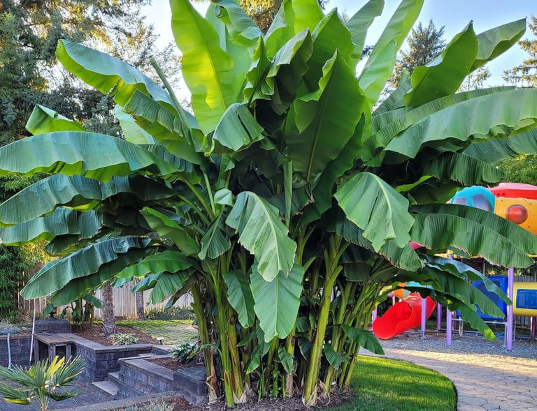 Healthy Banana palms mid summer
