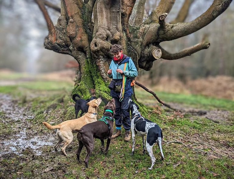A woman standing and four dogs looking at her with their back to the camera, waiting for a treat