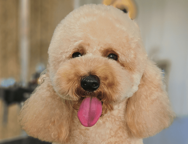 hocicos valdespartera