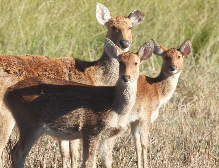 swamp deer in Bardiya