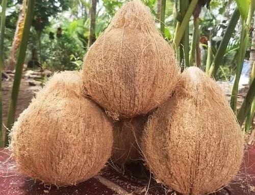 a bunch of coconuts sitting on a table