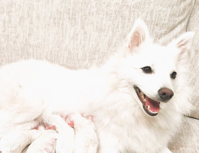 japanese spitz puppy available. pomeranian. american eskimo. german spitz.