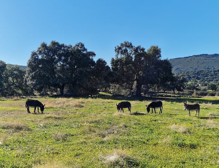 Ânes miniatures qui broutent dans une paierie