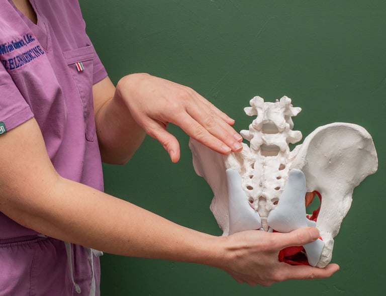 anatomical model for pelvic floor therapy and genital pain