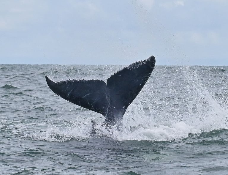 La aleta caudal de una ballena jorobada salpicando las olas del océano bajo un cielo nublado 