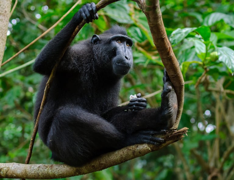 Macaca nigra
