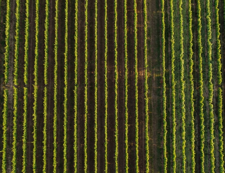 KWRYO, viñedo vista de águila o dron