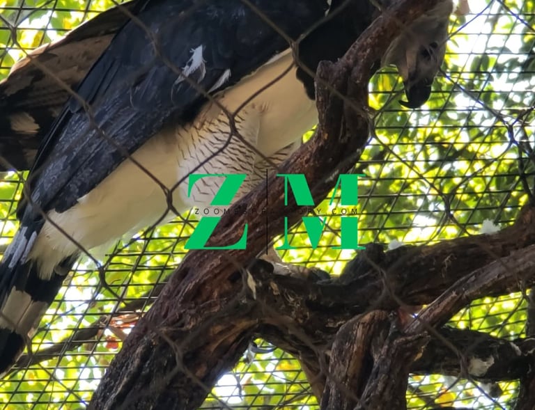 A majestic Harpy Eagle perched on a thick tree branch inside a large mesh sanctuary enclosure.