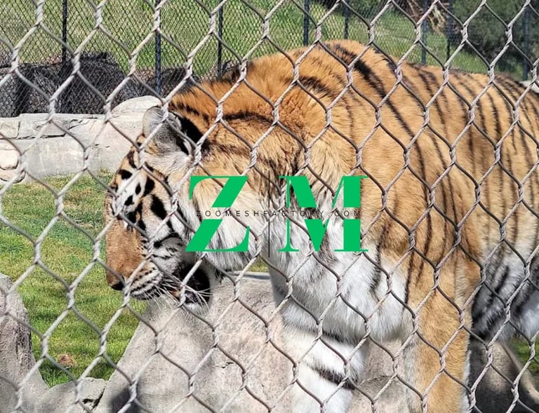 A Bengal tiger walking in a zoo enclosure behind a durable stainless steel wire mesh fence.