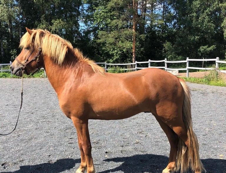 Staell fra Kaakkola 4v.