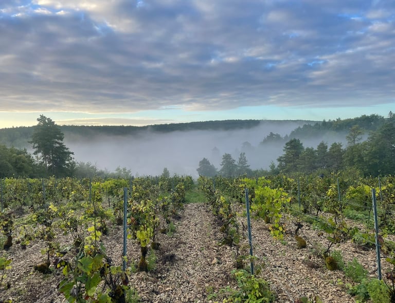 Vigne à Gommeville en Bourgogne du Domaine familial Elodie Beaufort