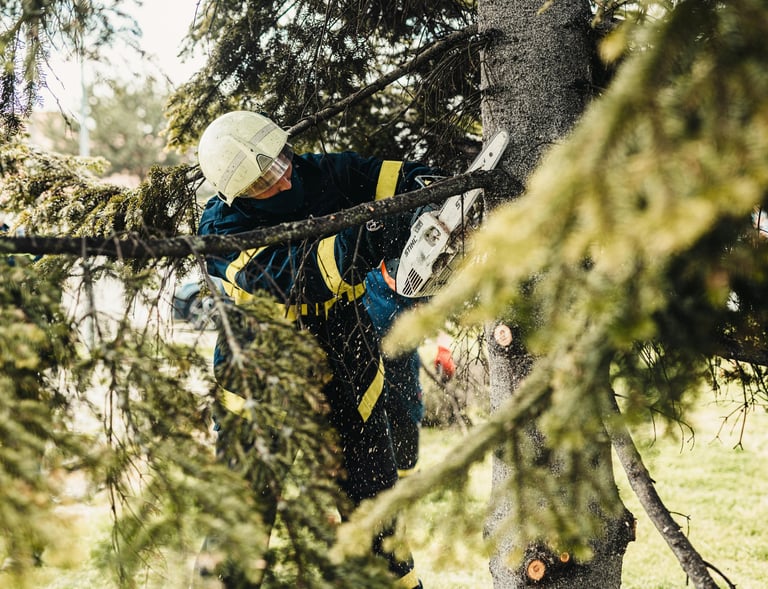 Tree removal Eastpointe MI