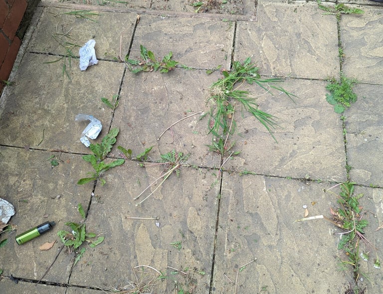 Before yellow patio view of weeds and dandelions growing between stone patio pavers in a backyard.