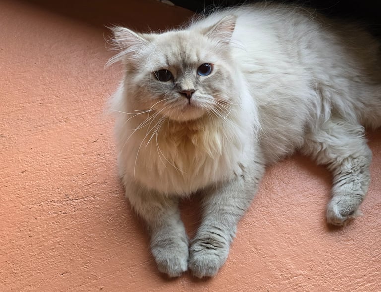White Hypoallergenic Russian Siberian Forest Cat
