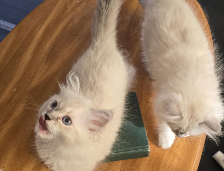  Color Point Hypoallergenic Russian Siberian Forest Cat and kittens