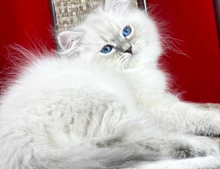 Russian Siberian Forest Cat