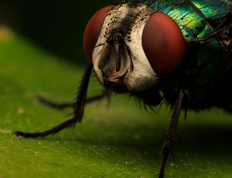 Greenbottle Fly, East London