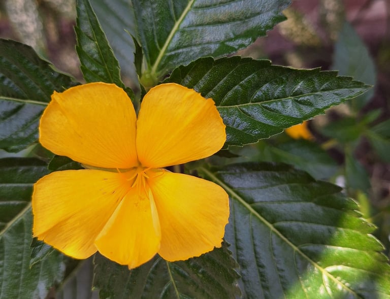 a photographer takes a close-up photo of a yellow flower with detailed green leaves.